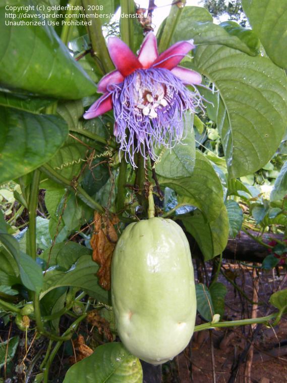 barbadine  ، grenadine  ، giant tumbo  ، badea 